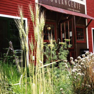 Garden at Boulangerie Bakery, Kennebunk